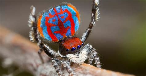 spiders found in australia